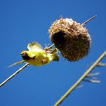 photo by Yvon Pons on Flickr